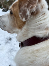 "THE COMPANION SS" LEATHER DOG COLLAR - RED